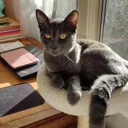 Handsome boy Looking for his Forever Home