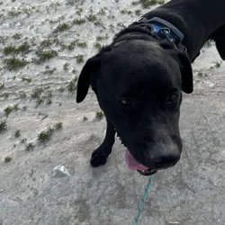 This is Tank