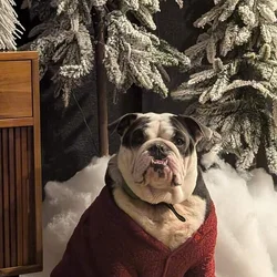 Loveable English Bulldog Companion