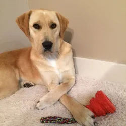 Looking for service dog trained for ptsd