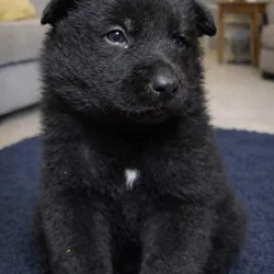 AKC Black German Shepherd Puppies