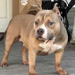 American bully female