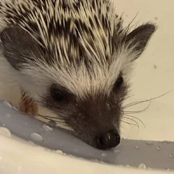 Hedgehog babies 7 weeks