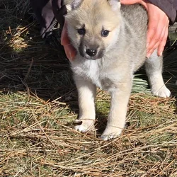 Norwegian Buhund Puppies Born New Years Eve