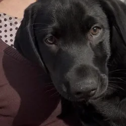 Black Labrador puppy AKC