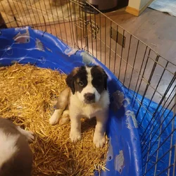 Saint Bernard boy 2