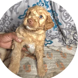 Selling my Golden doodle puppies