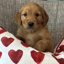 Akc GoldenRetriever pups