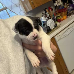 Puppies
