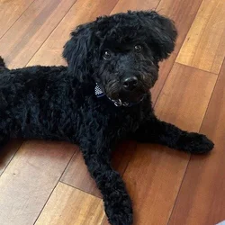Maltipoo Available: Your New Best Friend Awaits!