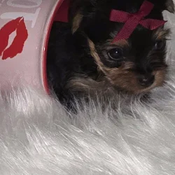 AKC tiny teacup yorkie