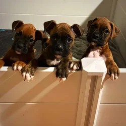 Boxer puppies