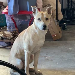 Stray Dog