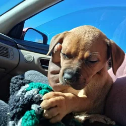 Lab & Pit puppy 6 weeks old female