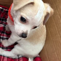 Puppies for sale
