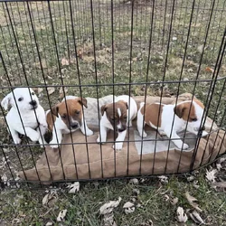 Puppies - Jack Russell