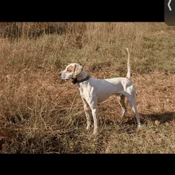 For Sale Two Started English Pointers