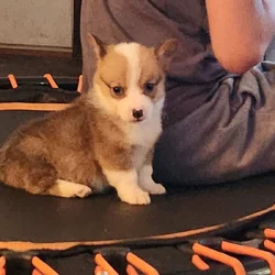 Corgi puppies