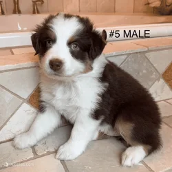 Beautiful Pure breed Aussie puppies