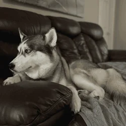 Forever home for friendly adorable Sasha.