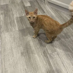 Male orange tabby. About 4 months old.