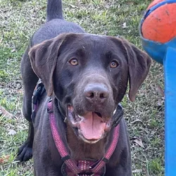 Lab mix Germán shorthaired pointer
