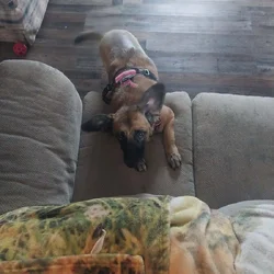 Three year old unspayed Corgi Belgium Malinois mix