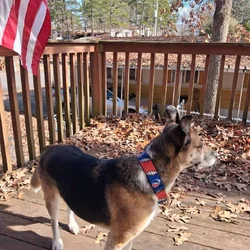 Looking for German Shepard X