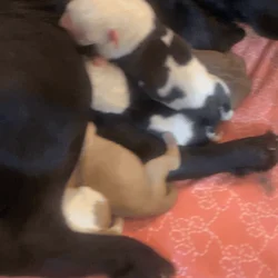 Chow × Staffordshire Terrier Mix Puppies (Newbo