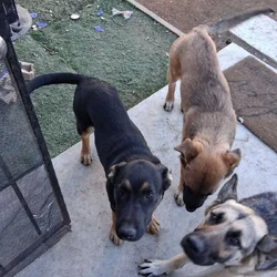 Free Dogs german sheaperd mix
