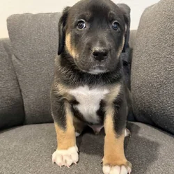 Shepard Mix Puppies