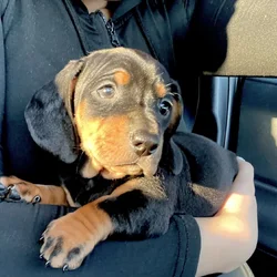 Dachshund puppy