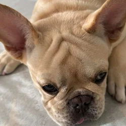male 1 year fawn sweet, French bulldog