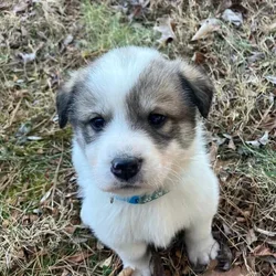 Great Pyrenees mix puppies!