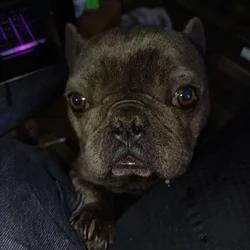 BRINDLE FRENCHY