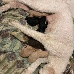 Golden doodles