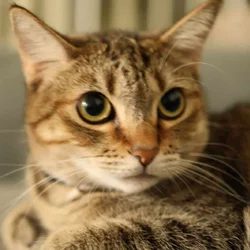 2 years old cat for adoption