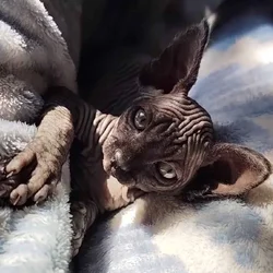 Hairless Sphynx Kittens