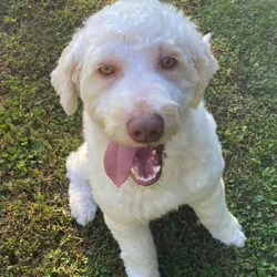 Aussiedoodle