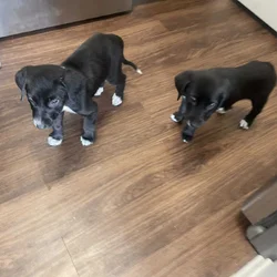 Sister Lab puppies 10 weeks old