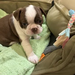 Boston Terrier