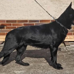 Adult Female GSD- July Mar Zur