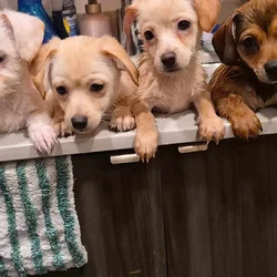 shih tzu chihuahua puppy mix