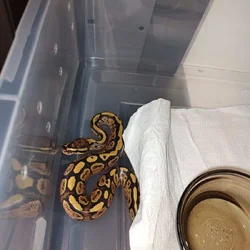 Ball pythons