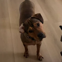 Barkley, Free to a Good Home