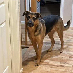 Rehoming Dog