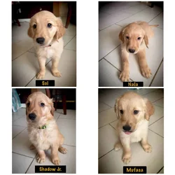 Golden Retriever Puppies