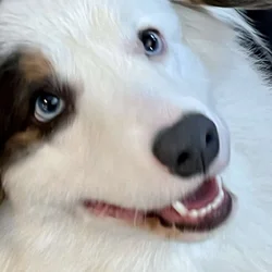Cowboy Corgi Puppies Due February 23