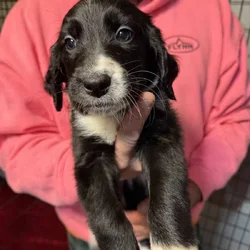 Great Dane mix puppies