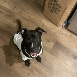 Puppy puddin pop
